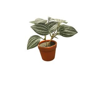 Faux Watermelon Peperomia Mini Potted Plant 4" Artificial Desk Decor Terracotta